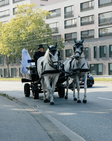 Two white horses are pulling a carriage in the street, the coachman is sitting at the front. A person dressed in white lace can be seen at the back of the carriage.